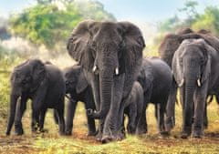 Trefl Puzzle Africké slony 1000 dielikov