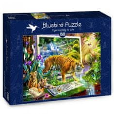 Blue Bird Puzzle Ožívajúce tigre 1500 dielikov