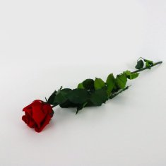Stabilizovaná ruža maxi
