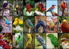 Grafika Puzzle Najkrajšie vtáky sveta 1500 dielikov