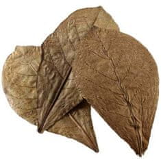 HOBBY Nano Catappa Leaves- 12 ks listy Catappa z Mandľovníka morského (Terminalia catappa)