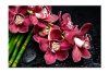 Peknastena Obrazy na stenu - Bordová orchidea a bambus - 120x80cm