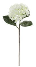 Shishi Hortenzia biela, 70 cm