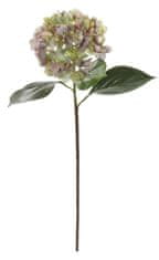 Shishi Hortenzia fialovo-zelená, 70 cm