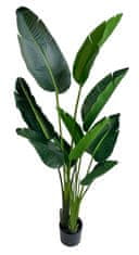 Shishi Strelícia zelená, výška 160 cm