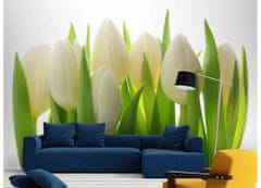 Dimex Fototapeta MS-5-5548-SK Biele tulipány 375 x 250 cm
