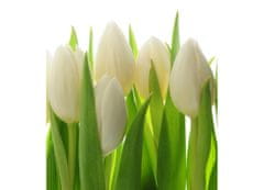 Dimex fototapeta MS-3-5548-SK Biele tulipány 225 x 250 cm