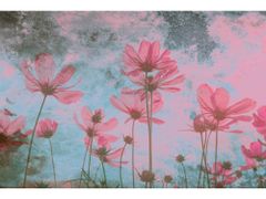 Dimex fototapeta ART MS-5-0362 Ružové kvety 375 x 250 cm