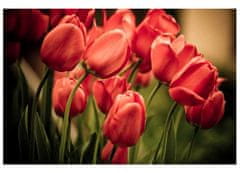 Dimex fototapeta MS-5-0128 Červené tulipány 375 x 250 cm