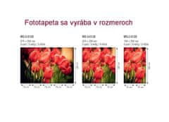 Dimex fototapeta MS-5-0128 Červené tulipány 375 x 250 cm