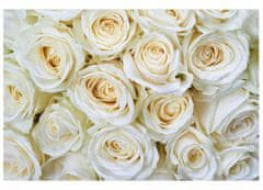 Dimex fototapeta MS-5-0137 Biele ruže 375 x 250 cm