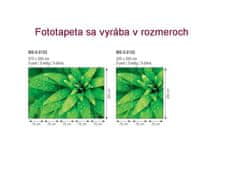 Dimex fototapeta MS-5-0153 Zelené listy 375 x 250 cm