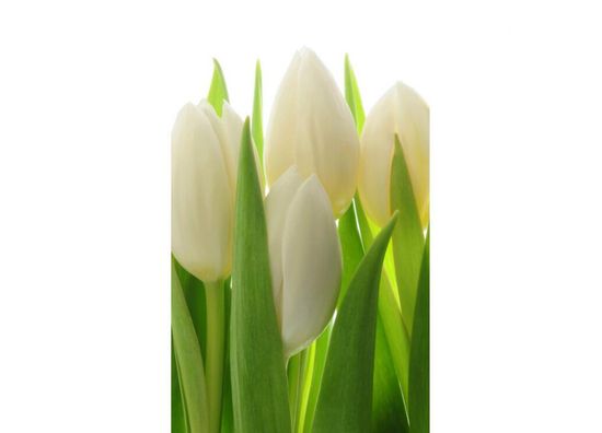 Dimex fototapeta MS-2-5548-SK Biele tulipány 150 x 250 cm
