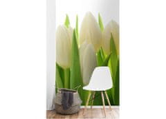Dimex fototapeta MS-2-5548-SK Biele tulipány 150 x 250 cm