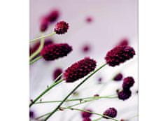 Dimex fototapeta MS-3-0141 Fialové kvety 225 x 250 cm