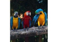Dimex fototapeta MS-3-0223 Farebné papagáje 225 x 250 cm