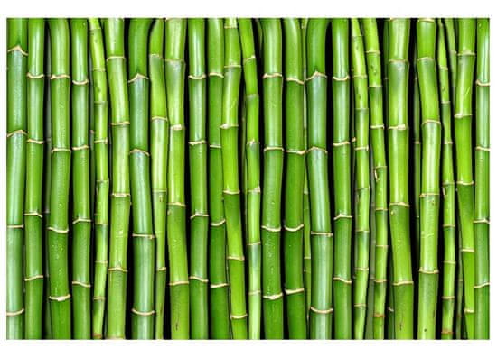 Dimex Fototapeta MS-5-0165 Bambus 375 x 250 cm