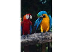 Dimex fototapeta MS-2-0223 Farebné papagáje 150 x 250 cm