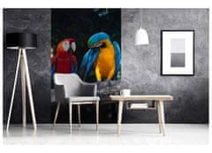 Dimex fototapeta MS-2-0223 Farebné papagáje 150 x 250 cm