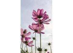 Dimex fototapeta MS-2-0145 Lúčne kvety 150 x 250 cm