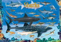 EuroGraphics Puzzle Žraloky 100 dielikov