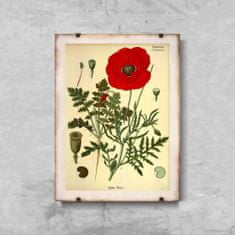 Vintage Posteria Retro plagát Retro plagát Botanická potlač červeného maku A4 - 21x29,7 cm