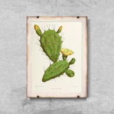 Vintage Posteria Poster na stenu Poster na stenu Kaktus Opuntia A2 - 42x59,4 cm