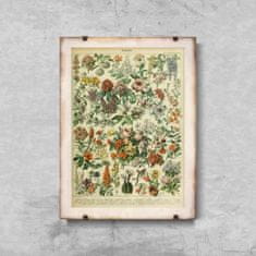 Vintage Posteria Plagát na stenu Plagát na stenu Kvety od Adolphe Millota A4 - 21x29,7 cm