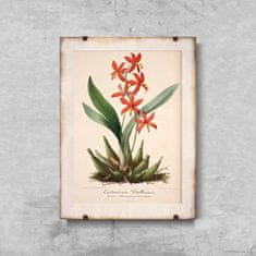 Vintage Posteria Poster na stenu Poster na stenu Kvetinová potlač Epidendrum Vitellinum A2 - 42x59,4 cm