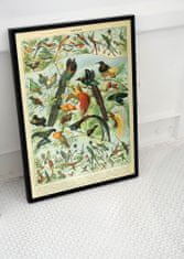 Vintage Posteria Plagát na stenu Plagát na stenu Vtáky od Adolphe Millota A4 - 21x29,7 cm