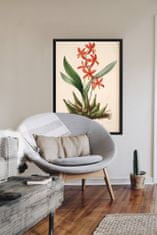Vintage Posteria Poster na stenu Poster na stenu Kvetinová potlač Epidendrum Vitellinum A2 - 42x59,4 cm