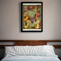 Vintage Posteria Plagát do izby Plagát do izby Actiniae Haeckel Ernst A4 - 21x29,7 cm