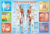 EuroGraphics Puzzle Ľudské telo 200 dielikov