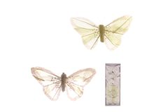 Autronic Motýľ s klipom, 6ks v krabičke, farba biela a smotanová s glitrami, cena za 1 kraby MO1961