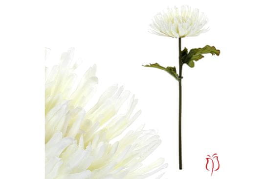 Autronic Chryzantéma jednohlavá, farba svetlo krémová. KU4335