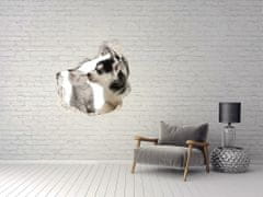 Wallmuralia.sk Fototapeta diera na stenu Pes a mačka 100x100 cm