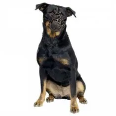 Duvo+ Plastový náhubok XL: Rottweiler, Newfoundland, Bullmastiff, St Bernard