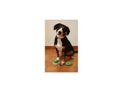 Merco  Doggie hračka pre psov zelená varianta 40021