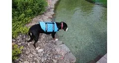 Merco Dog Swimmer plávacia vesta pre psa modrá, L