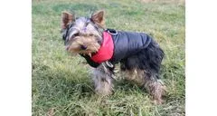 Merco Vest Doggie kabátik pre psov červená, S