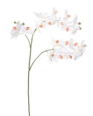 Shishi Orchidea (Phalaenopsis) biela, 87 cm