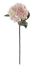 Shishi Hortenzia ružovo-smotanová, 70 cm