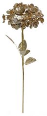 Shishi Hortenzia zlatá, 60 cm