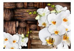 Artgeist Fototapeta - Kvitnúce orchidey 400x280 vlísová tapeta na stenu
