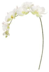 Shishi Orchidea (Phalaenopsis) bielo-zelená, 110 cm