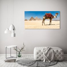 Wallmuralia.sk Foto obraz akryl do obývačky Ťava káhira 100x50 cm 2 prívesky