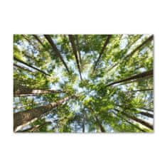 Wallmuralia.sk Foto obraz akrylové sklo Koruna stromov 120x60 cm 2 prívesky