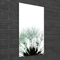 Wallmuralia.sk Vertikálny foto obraz akrylový Semená púpavy 50x100 cm 2 prívesky