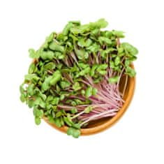 AUR Microgreens - kúzelná záhradka, mikro bylinky - 2x semienka brokolica