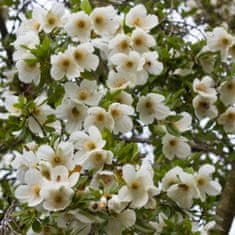 Aroma Mydlo na ruky - biely kvet Aroma 900 ml